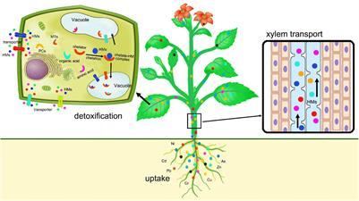 Phytoremediation: A Promising Approach for Revegetation of Heavy Metal-Polluted Land